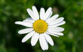 Source Url Desktopwallpaper4 Me Flowers Daisy