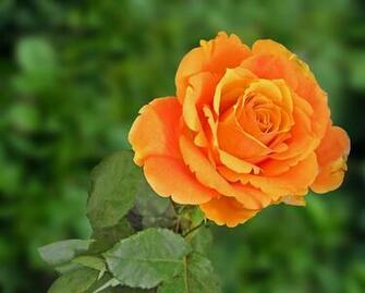 Orange Rose Wallpaper HD Desktopinhq