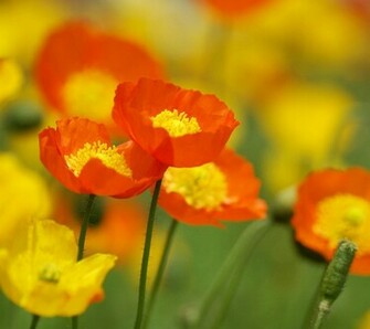 Poppy Wallpaper Orange Yellow