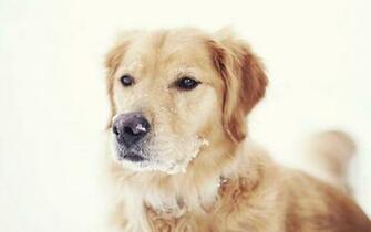 Dogs Snow