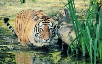 Wild Tiger Wallpaper HD