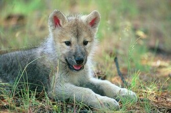 Baby Wolves Wallpaper HD Background