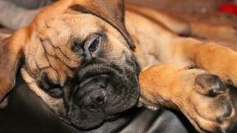 Bullmastiff Wallpaper HD