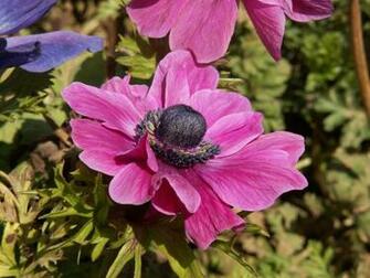 Wallpaper Anemones