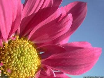 Desktop Wallpaper Flowers Background A Big Pink Gerbera Daisy
