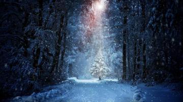 Snowy Forest Wallpaper