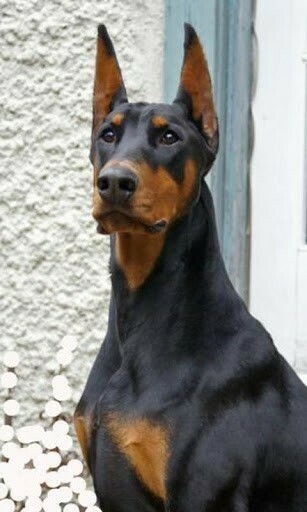 Bigger Doberman Pinscher Wallpaper For Android Screenshot
