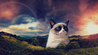 Grumpy Cat Wallpaper Top