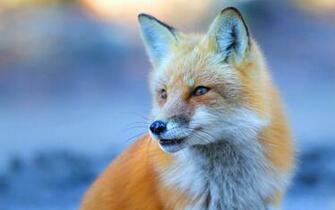 Cute Fox Wallpaper