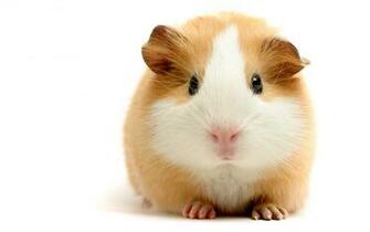 Hamster Wallpaper Best
