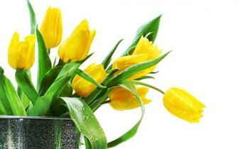 Green Vases Wallpaper Odd
