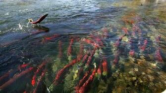 Salmon Fish River Autumn G Wallpaper Background