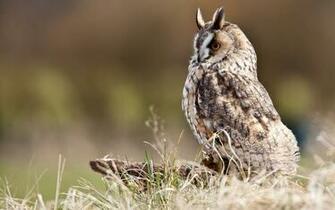 Owls Owlet Baby Birds Wallpaper High Resolution