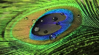 Wallpaper Of Peacock Feathers HD