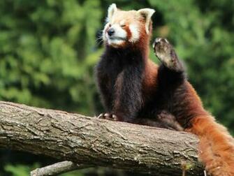Red Panda Wallpaper Bestepics