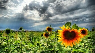 Sunflower Wallpaper