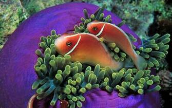 Animal Wallpaper Tropical Fish Win7