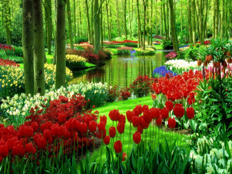 Wallpaper Summer Flower Beautiful Garden Picture