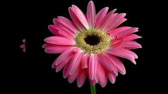 Pink Wallpaper And Green Hot Funny