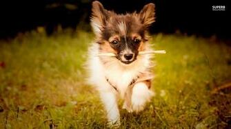 Papillon Dogs Wallpaper