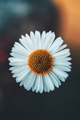 Flower Wallpaper HD Hq