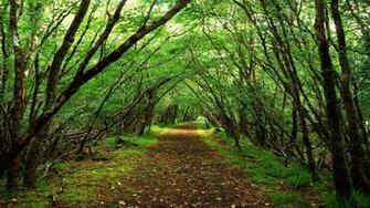Landscape In Ireland Wallpaper