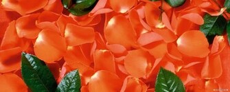 Wallpaper Flower Dual Screen