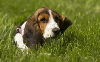 HD Beagle Wallpaper