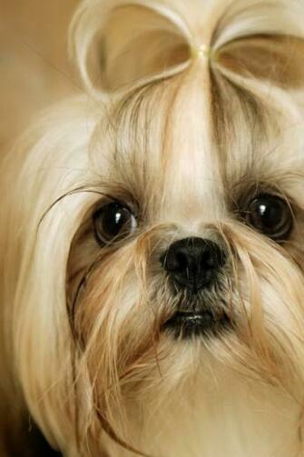 Shih Tzu