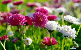 Flowers High Resolution Desktop Windows Wallpaper