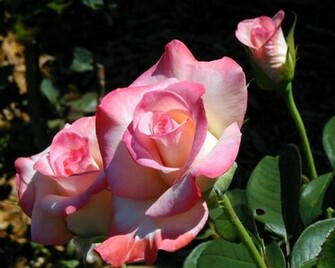 Beautiful Rose Wallpaper Flowers Pictures