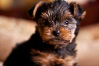 Puppies Wallpaper Widescreen Desktop Background