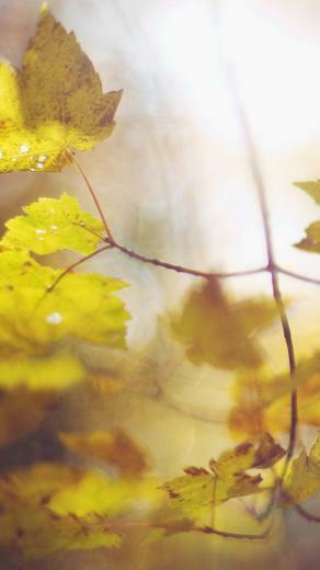 Burry Fall Leaf iPhone Wallpaper