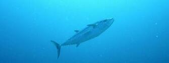 Cute Skipjack Tuna Photo And Wallpaper