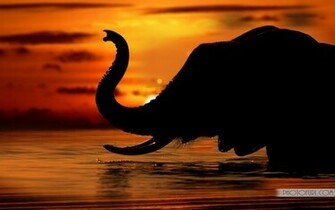 Halloween Wallpaper Mmw Elephants Wild Life