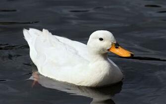 Ducks HD Wallpaper