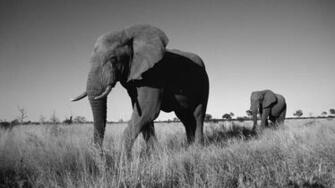 Black And White Animal Wallpaper On