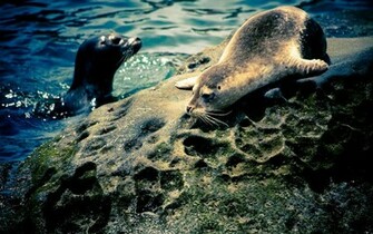 Seal Baby