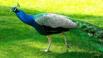 Peacock Or Peafowl Wallpaper Barbaras HD