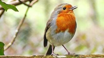 Fonds D Cran Oiseau MaximumwallHD