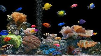 Wallpaper Fish Underwater Colorful Coral