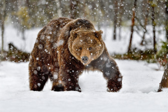 Animal Bear HD Wallpaper