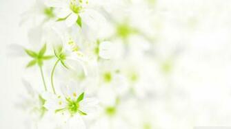 Flower White Leaves Wallpaper