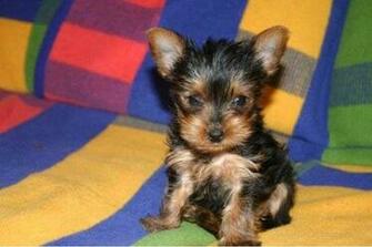 Newbornpuppies Care On Teacup Yorkie Puppies Jpg