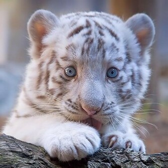 White Tiger Cub Wallpaper Walltor