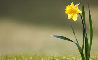 HD Daffodil Wallpaper