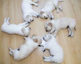 Pictures Of Dog Puppy Dogs Funny Animals Puppies