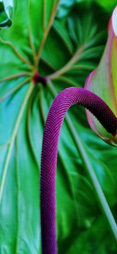 Tropical Wallpaper For iPhone X And Older