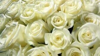 White Roses Wallpaper High Definition