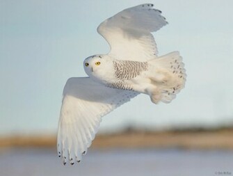 Snowy Owl Wallpaper Pictures One HD Background